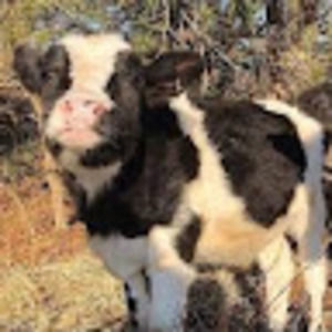 Meet your Posher, Liane